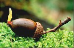 seed