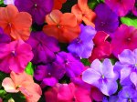 annual flowers