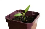 seed worship stations